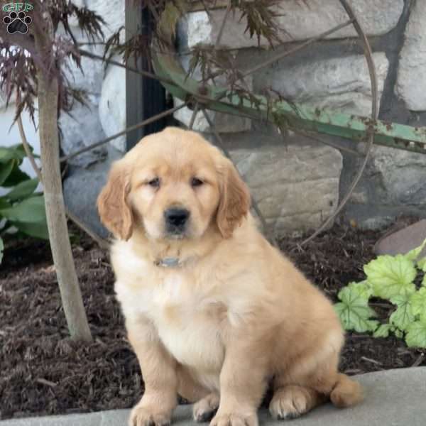 Fancy, Golden Retriever Puppy