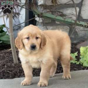Fancy, Golden Retriever Puppy