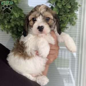 Mickey, Cavachon Puppy