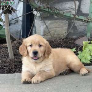 Fancy, Golden Retriever Puppy