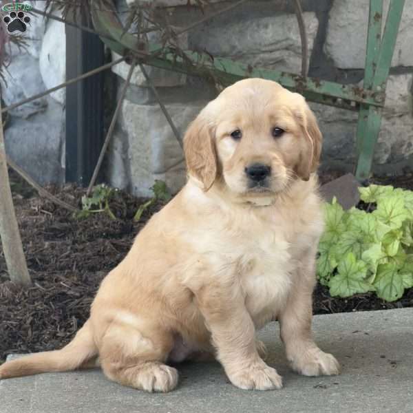 Faith, Golden Retriever Puppy