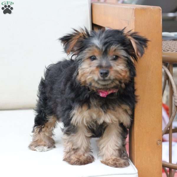 Piper, Yorkie Puppy