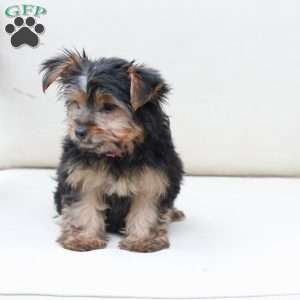 Piper, Yorkie Puppy