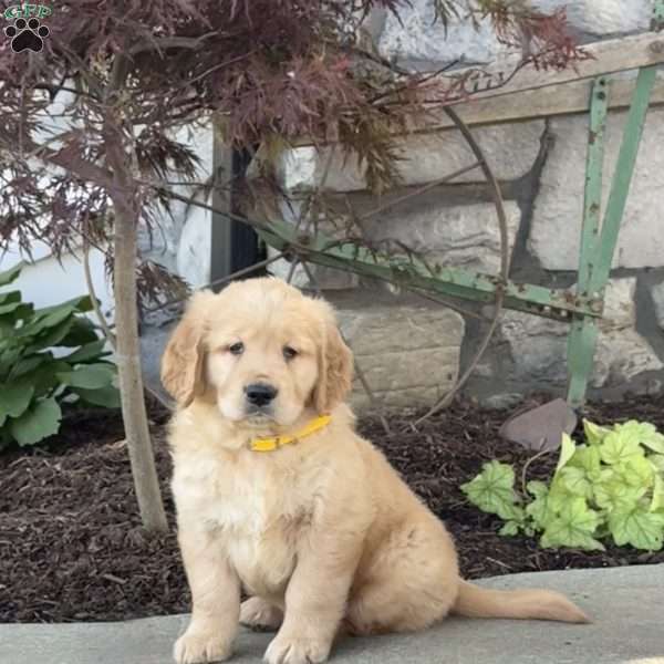 Fern, Golden Retriever Puppy