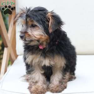 Piper, Yorkie Puppy