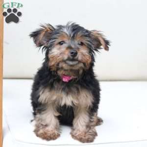 Piper, Yorkie Puppy