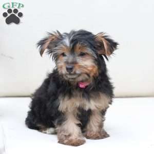 Piper, Yorkie Puppy