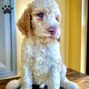 Blue, Goldendoodle Puppy
