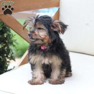 Piper, Yorkie Puppy