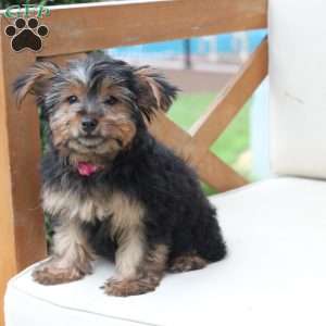 Piper, Yorkie Puppy