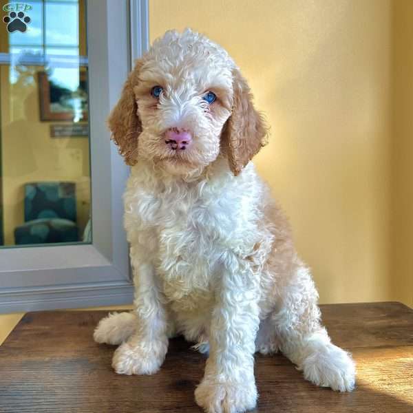 Blue, Goldendoodle Puppy