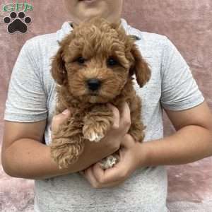 Braylie, Havapoo Puppy