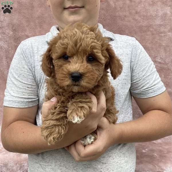 Braylie, Havapoo Puppy