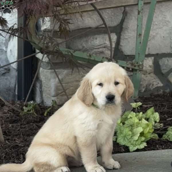 Flower, Golden Retriever Puppy