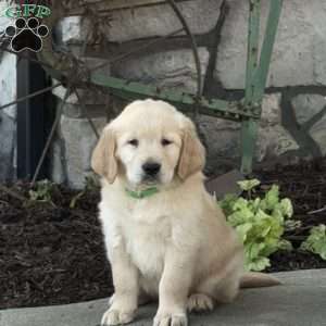 Flower, Golden Retriever Puppy