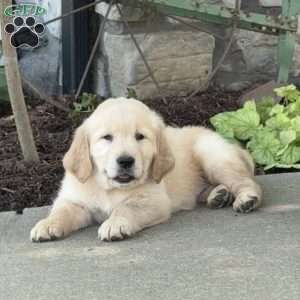 Flower, Golden Retriever Puppy