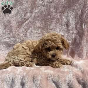 Amelia, Havapoo Puppy