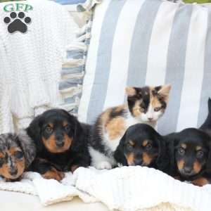 Bear, Dachshund Puppy
