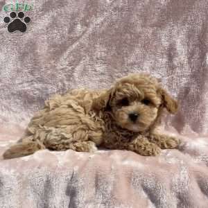 Amelia, Havapoo Puppy