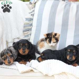 Ellie, Dachshund Puppy