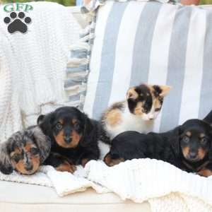 Izzy, Dachshund Puppy