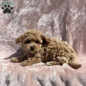 Amelia, Havapoo Puppy