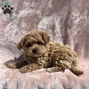 Amelia, Havapoo Puppy