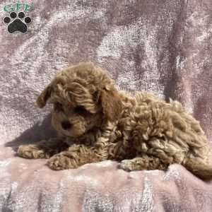 Amelia, Havapoo Puppy