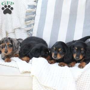 Ellie, Dachshund Puppy