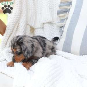 Izzy, Dachshund Puppy