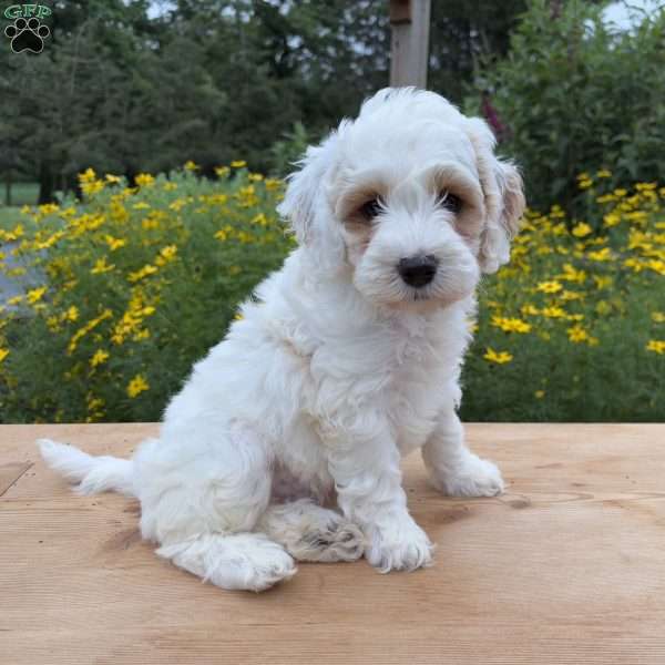 Ralph, Cockapoo Puppy