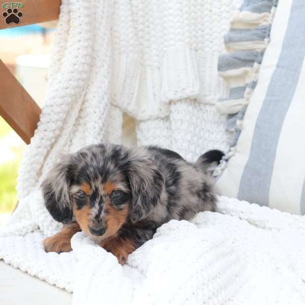 Izzy, Dachshund Puppy