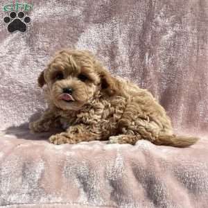 Amelia, Havapoo Puppy