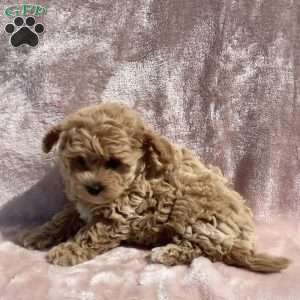 Amelia, Havapoo Puppy