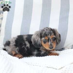 Izzy, Dachshund Puppy