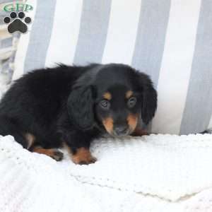 Ellie, Dachshund Puppy