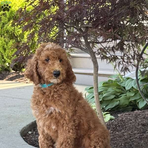 Lacey, Goldendoodle Puppy