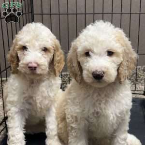 Blue, Goldendoodle Puppy