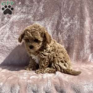 Amelia, Havapoo Puppy