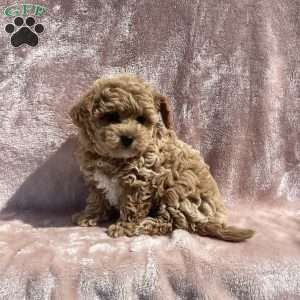 Amelia, Havapoo Puppy