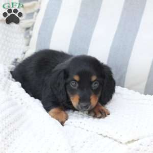 Ellie, Dachshund Puppy