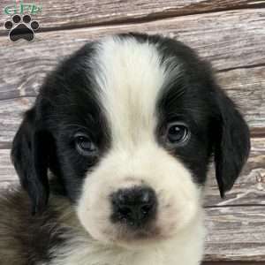 Frank, Saint Bernard Puppy