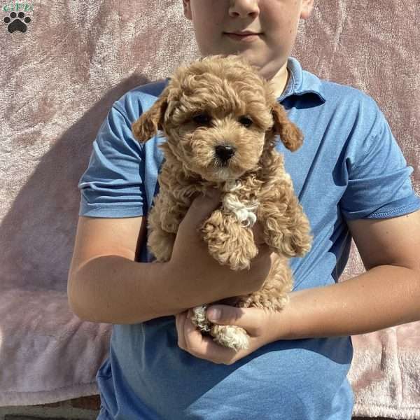 Amelia, Havapoo Puppy