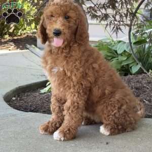 Lacey, Goldendoodle Puppy