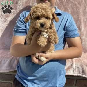 Amelia, Havapoo Puppy