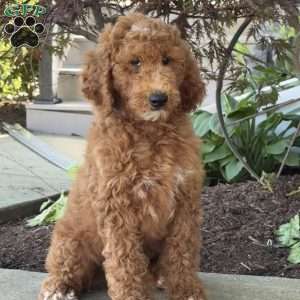 Lacey, Goldendoodle Puppy