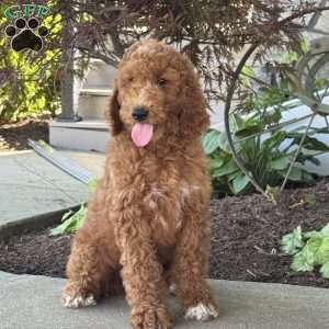 Lacey, Goldendoodle Puppy