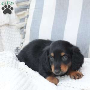 Ellie, Dachshund Puppy
