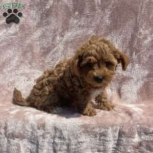 Braylie, Havapoo Puppy