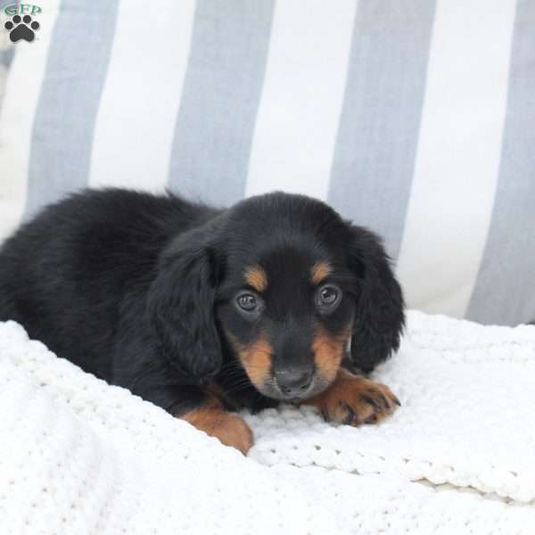 Ellie, Dachshund Puppy